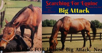 SEARCHING FOR HORSE Big Attack,  Near unknown, , unknown